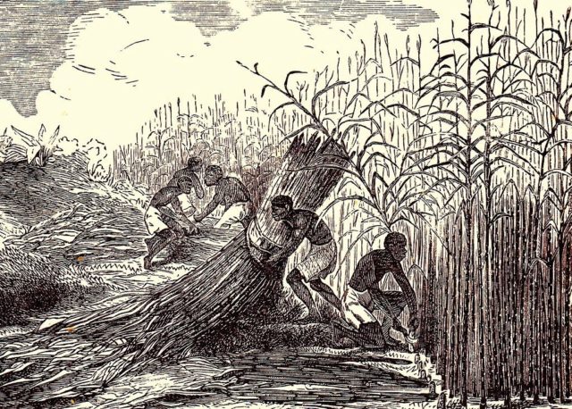 Suikerriet-plantage van het Cultuurstelsel_1